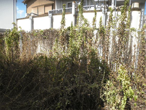 フェンスに絡む雑草の除去作業