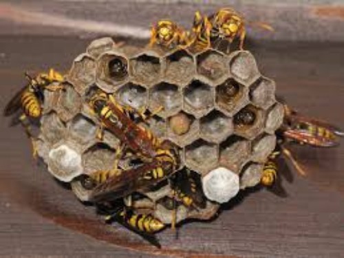 黄色アシナガ蜂の巣