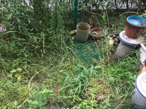 庭付きマンションに生い茂る雑草の草刈りと処分　トリプルエス　大阪