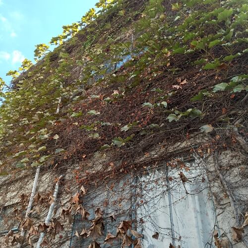家の外壁を覆うツタ　大阪の除草業者トリプルエス