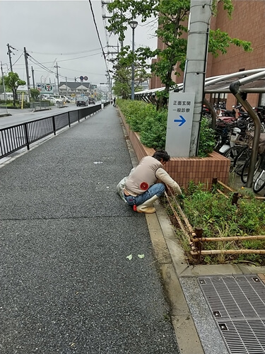 雑草だけを除去する大阪の草引き作業