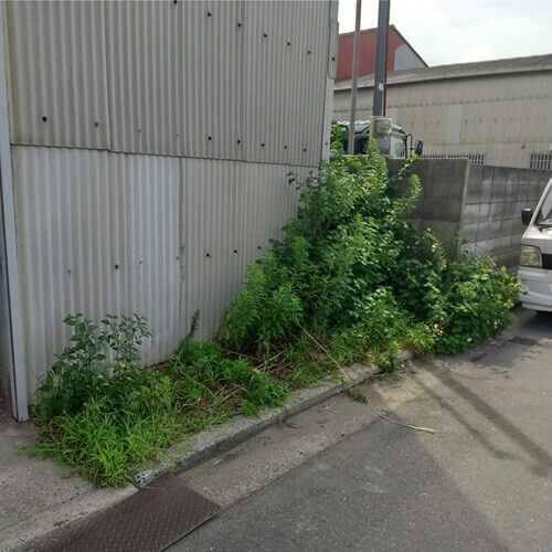 東大阪市内の倉庫　横から見た雑草の状況